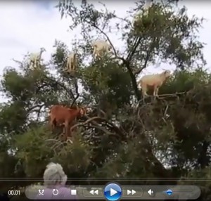 video insoliti, l'albero delle capre
