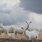 CAPRALAT, DOVE IL BIO REGNA SOVRANO ASSOLUTO NEL RISPETTO DEGLI ANIMALI E DELLA NATURA