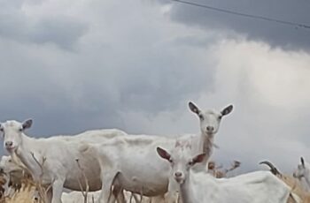 CAPRALAT, DOVE IL BIO REGNA SOVRANO ASSOLUTO NEL RISPETTO DEGLI ANIMALI E DELLA NATURA